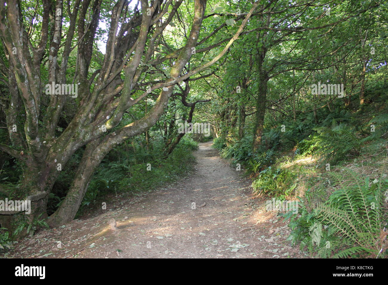 Una passeggiata attraverso la foresta 2 Foto Stock