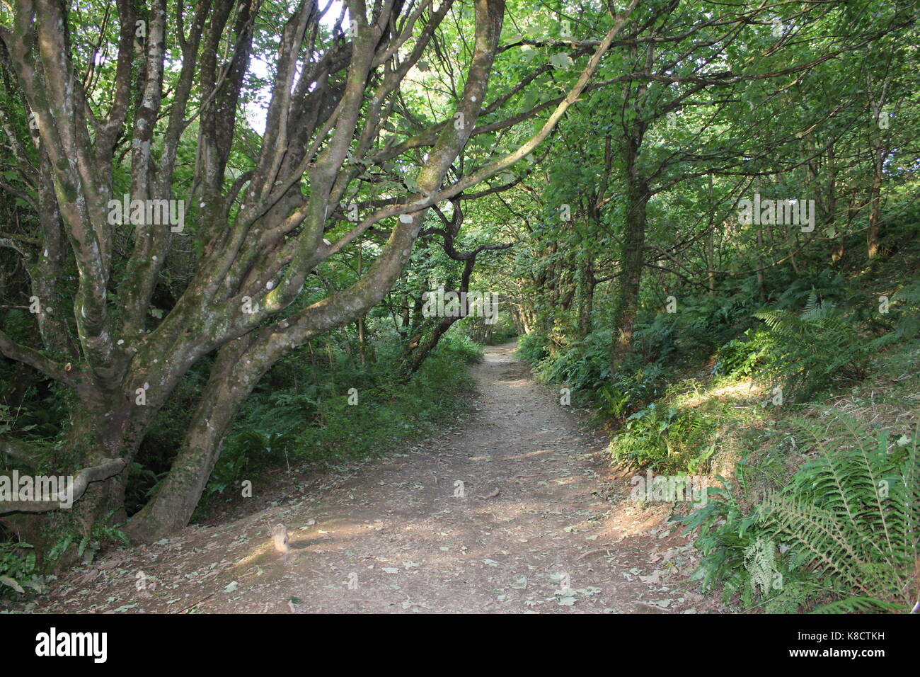 Una passeggiata attraverso la foresta 1 Foto Stock