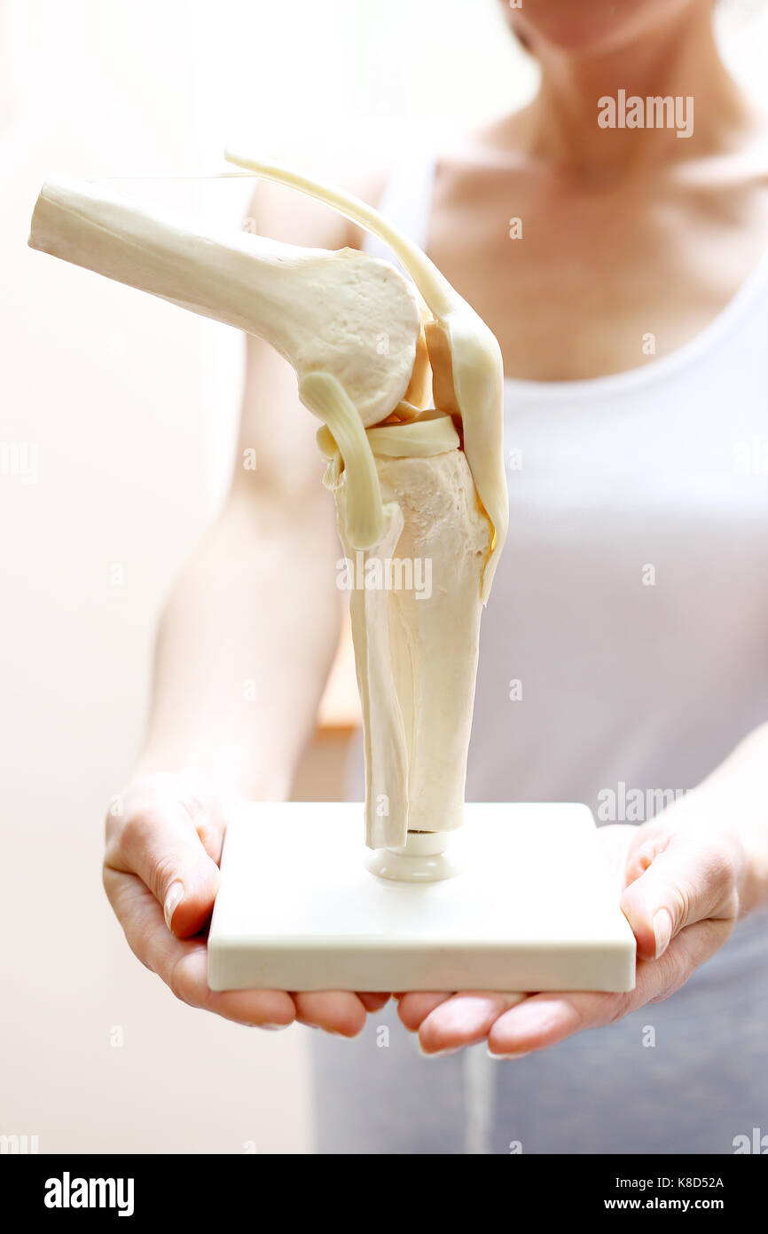Anatomia del ginocchio. Una orthopedic mostra un modello anatomico dell'articolazione del ginocchio Foto Stock