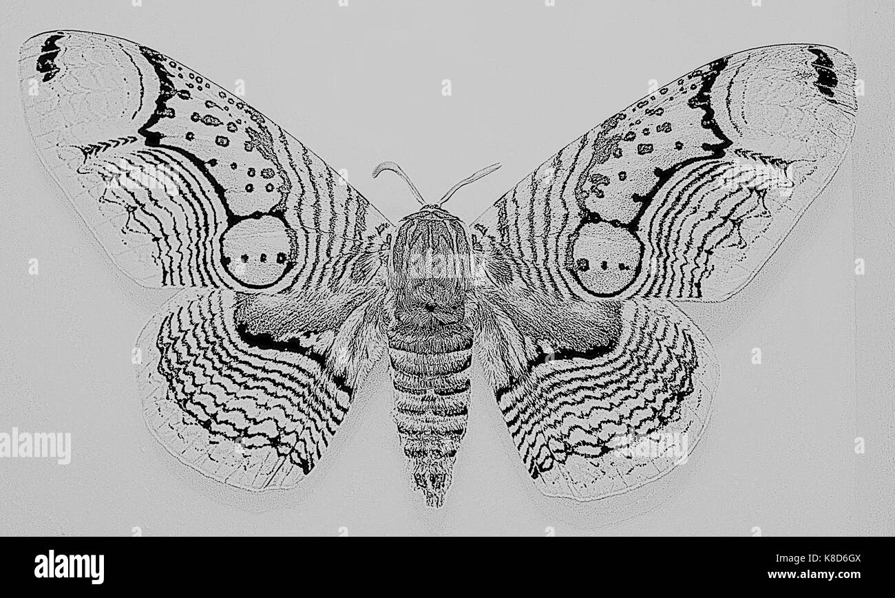 La tignola butterfly (brahmaea certhia) disegno Foto Stock