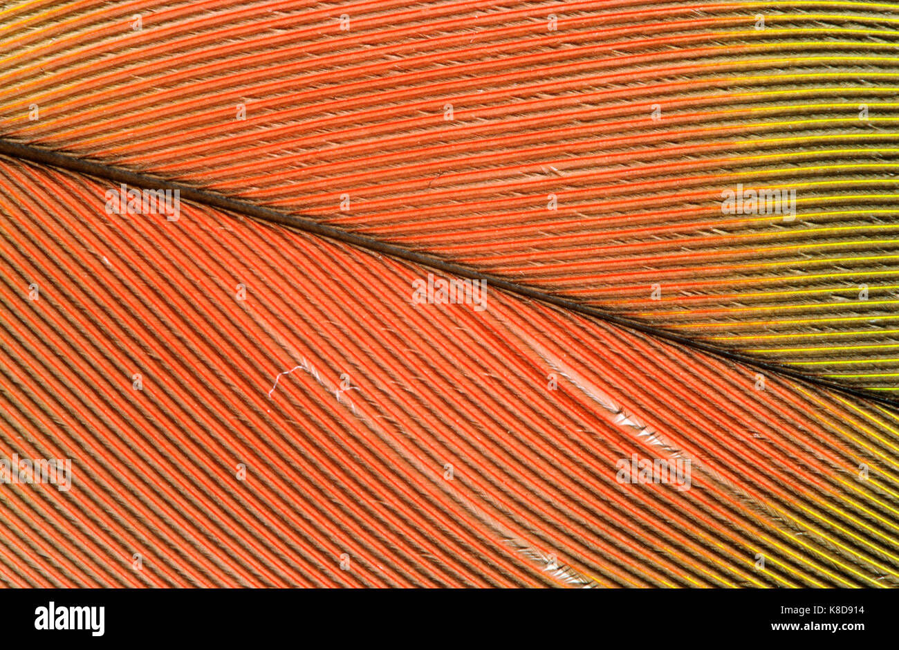 Macaw, feather dettaglio / (Ara spec.) | Ara, Federdetail / (Ara spec.) Foto Stock