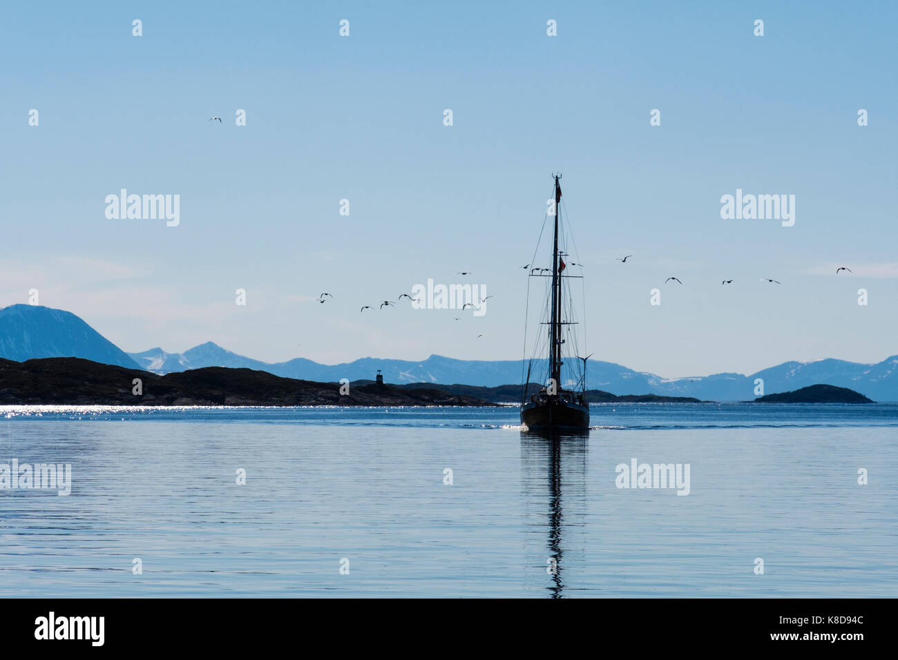 Uccelli marini seguenti in barca a vela vela in acque tranquille tra helløya bjarkøya e isole a nord mare di Norvegia. helløya, Troms, Norvegia e Scandinavia Foto Stock