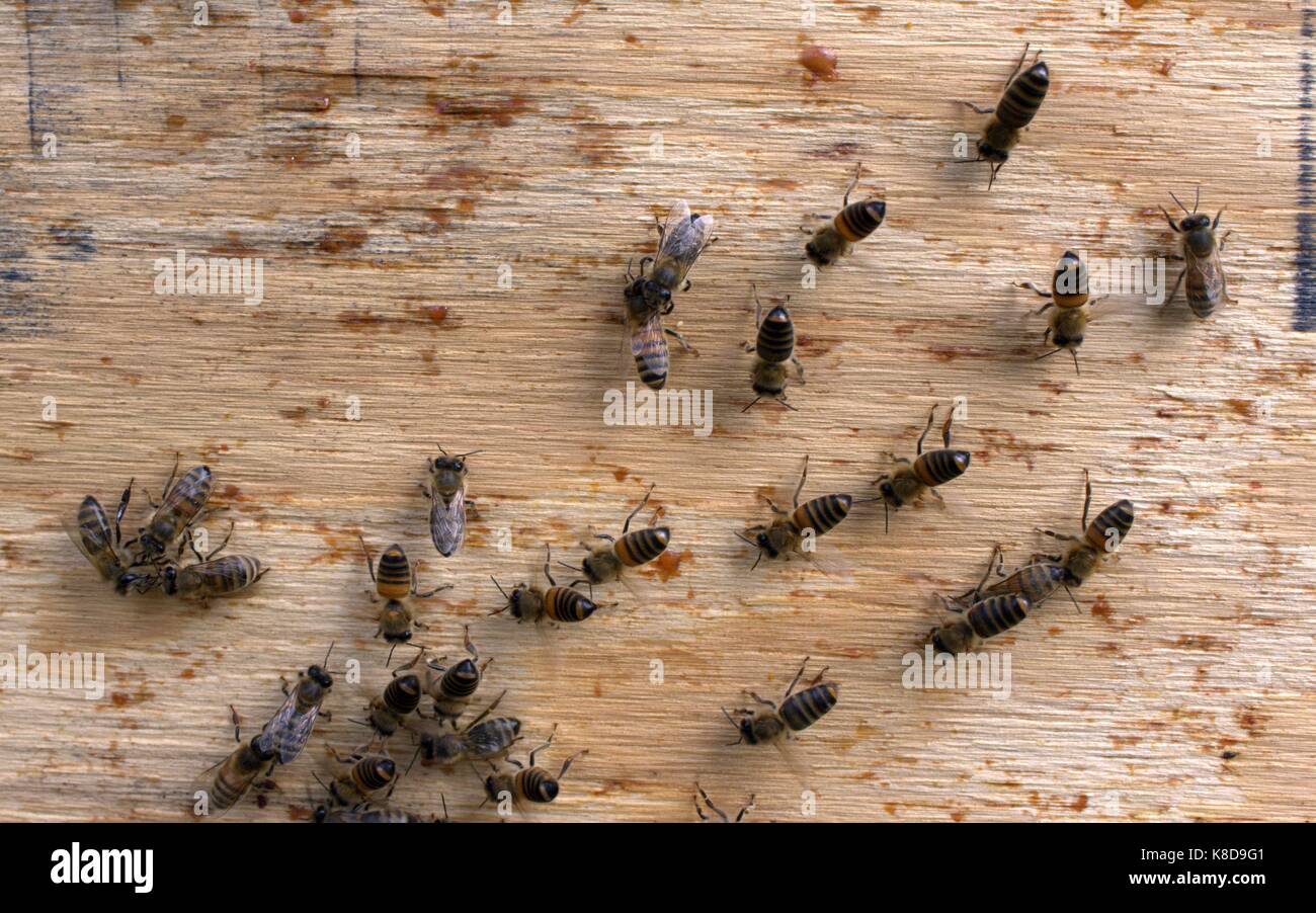 Api mellifere attenzione a dirigere chiaramente Foto Stock
