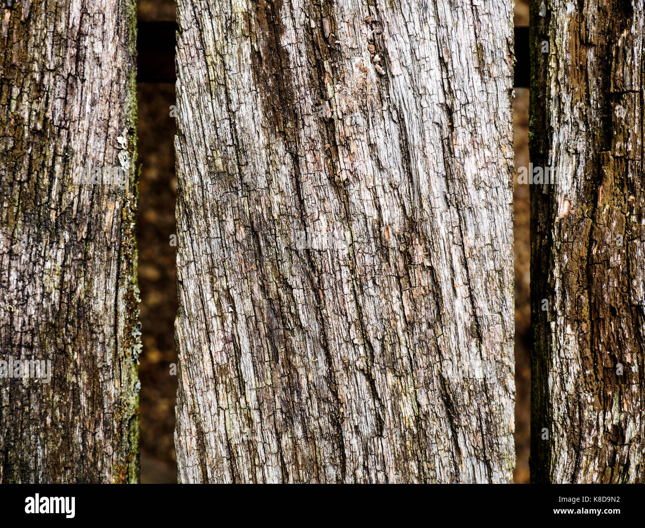 Vecchio legname stagionato mostra segni di marciume e i danni del tempo. Foto Stock
