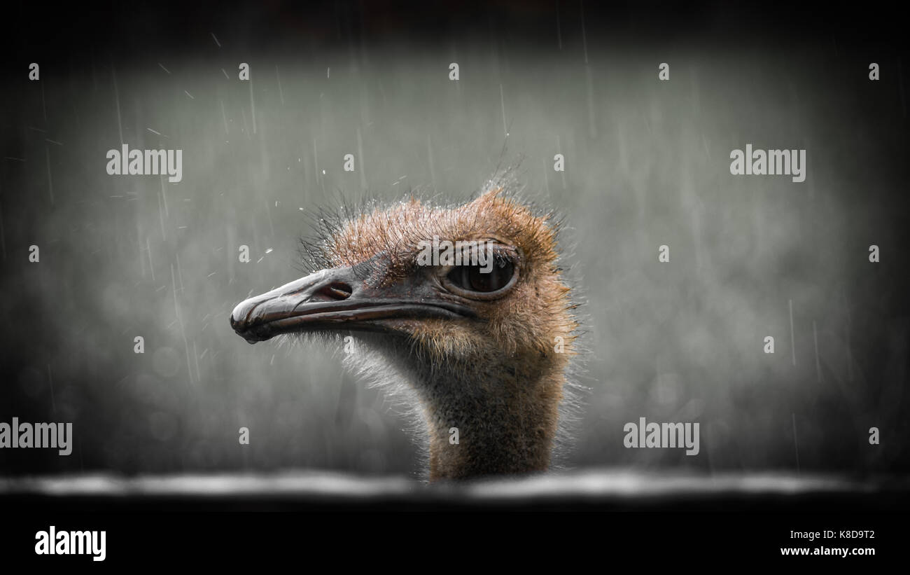 Comune ritratto di struzzo sotto la pioggia. Foto Stock