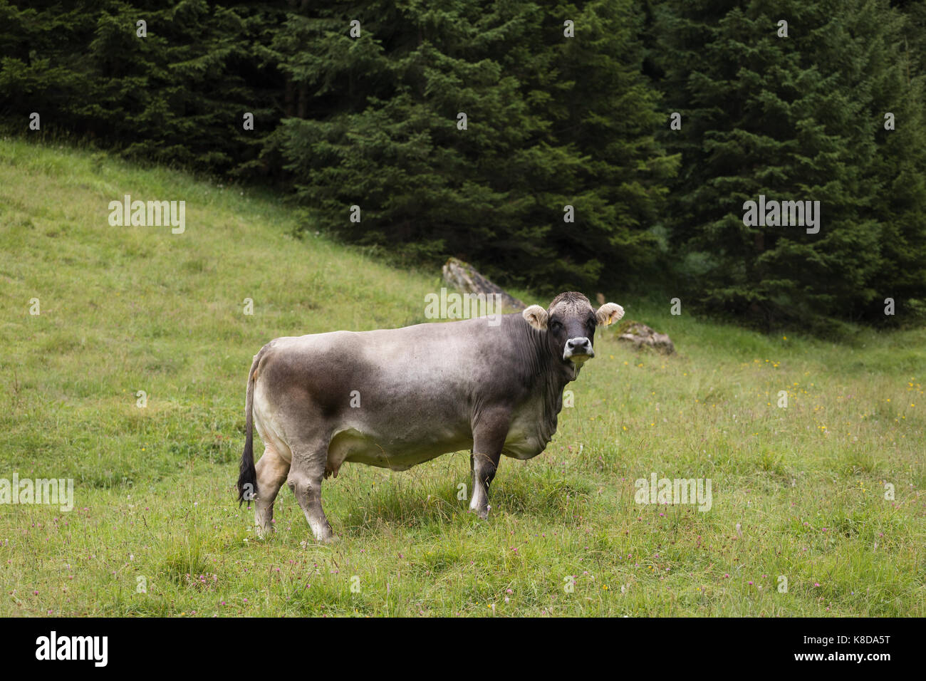 Tirolo vacca grigio in piedi in Vorarlberg prato di montagna, Austria Foto Stock