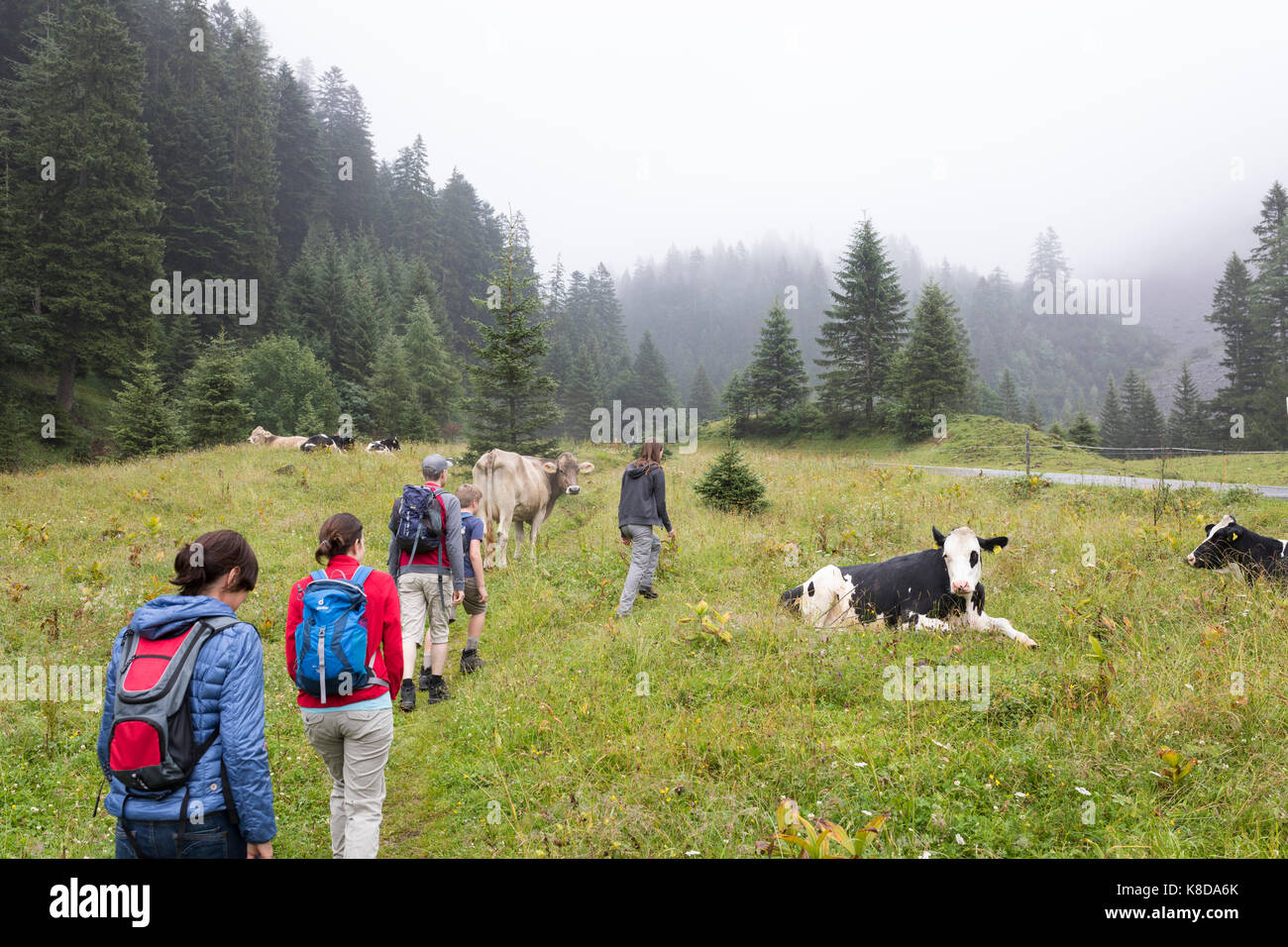 Escursionismo gruppo di turisti di passaggio le mucche nei prati di montagna dell'Austria Vorarlberg Foto Stock