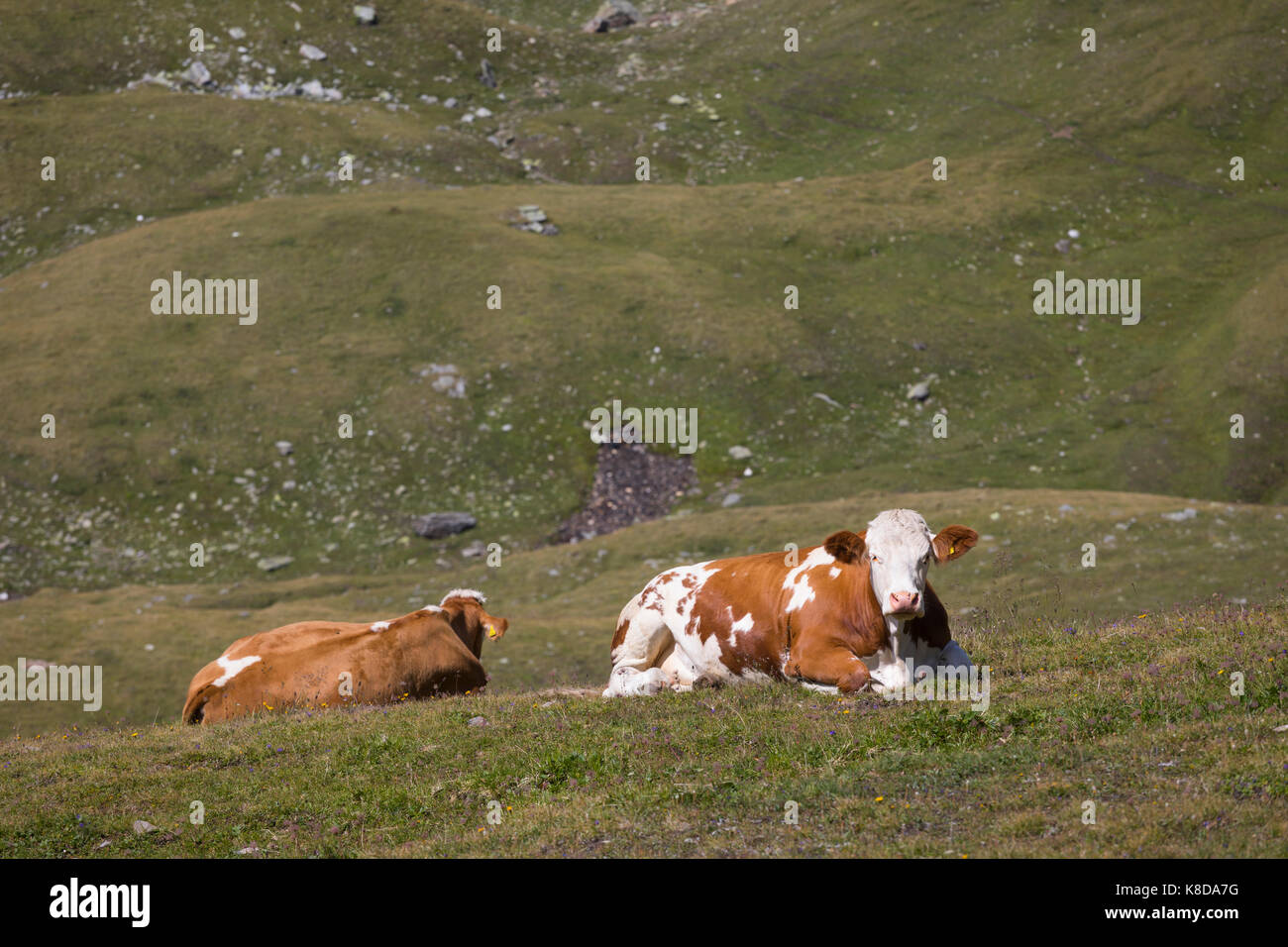 Il bianco e il rosso di mucche in alta quota nelle Alpi Foto Stock