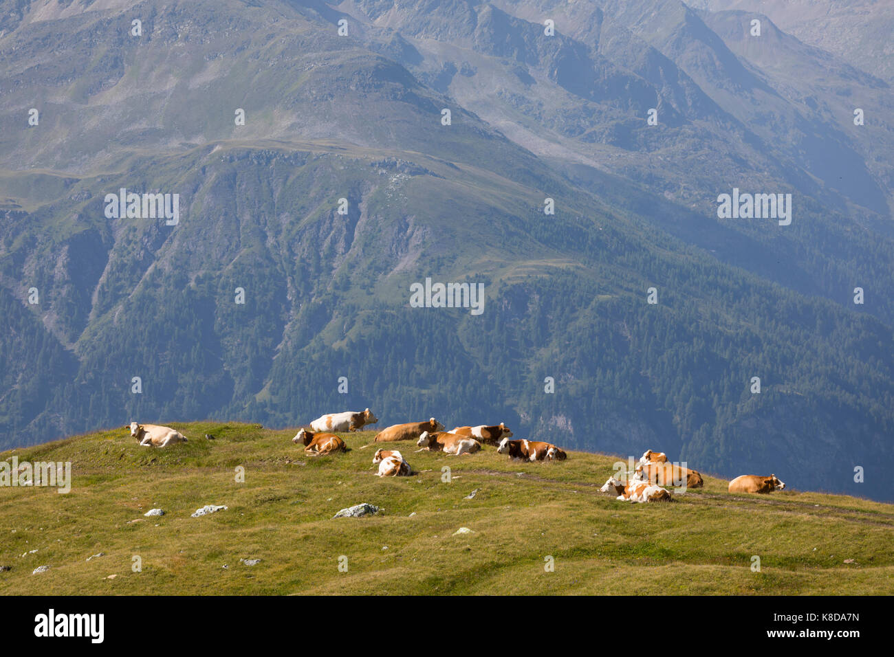 Gruppo del rosso e del bianco di mucche in alta quota nelle Alpi, agricoltura in Austria Foto Stock