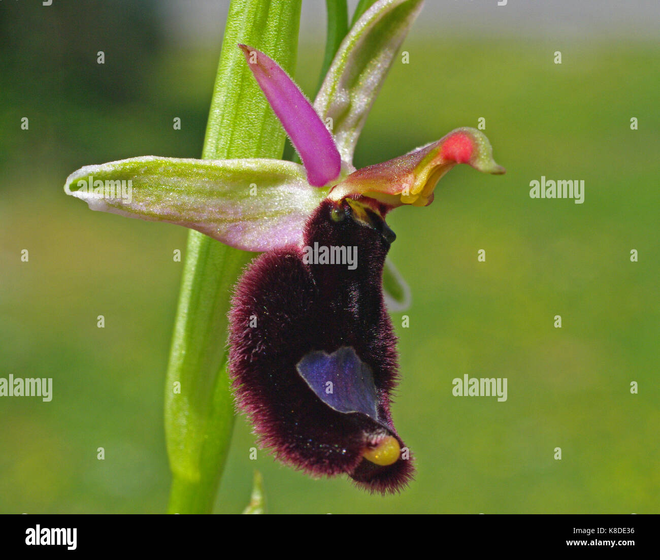 Ophrys bertolonii, bertoloni's bee orchid o bertoloni's ophrys, famiglia Orchidaceae, un orchidea selvatica in italia Foto Stock