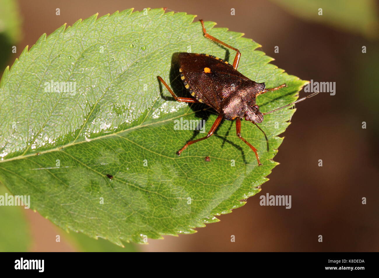 Shieldbug Con Gambe Rosse (Forest) Foto Stock