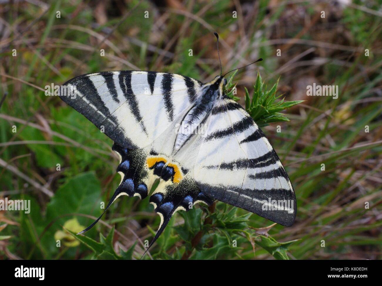 La grande farfalla iphiclides podalirius, scarse a coda di rondine Foto Stock