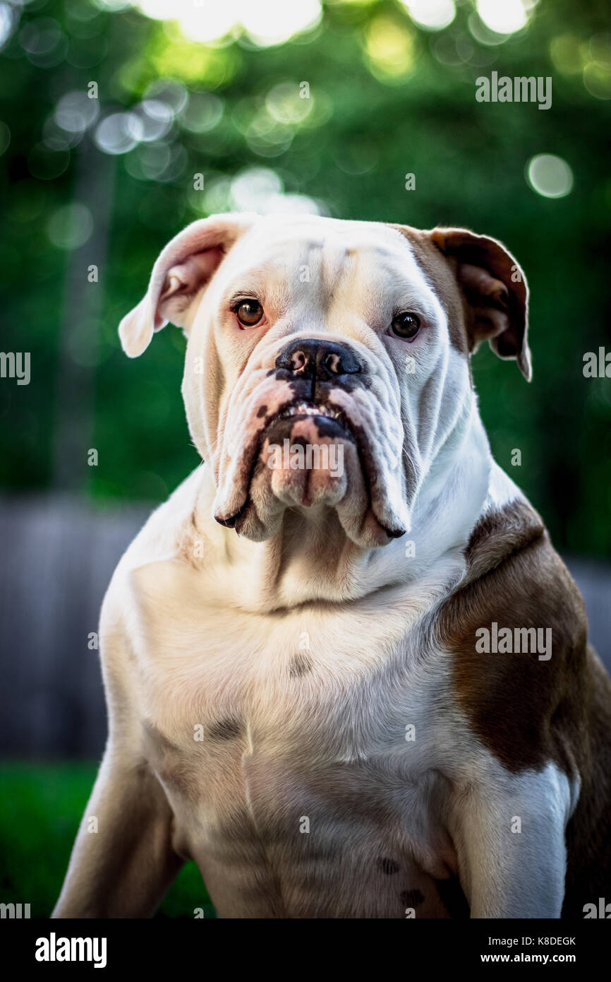 bulldog inglese Foto Stock