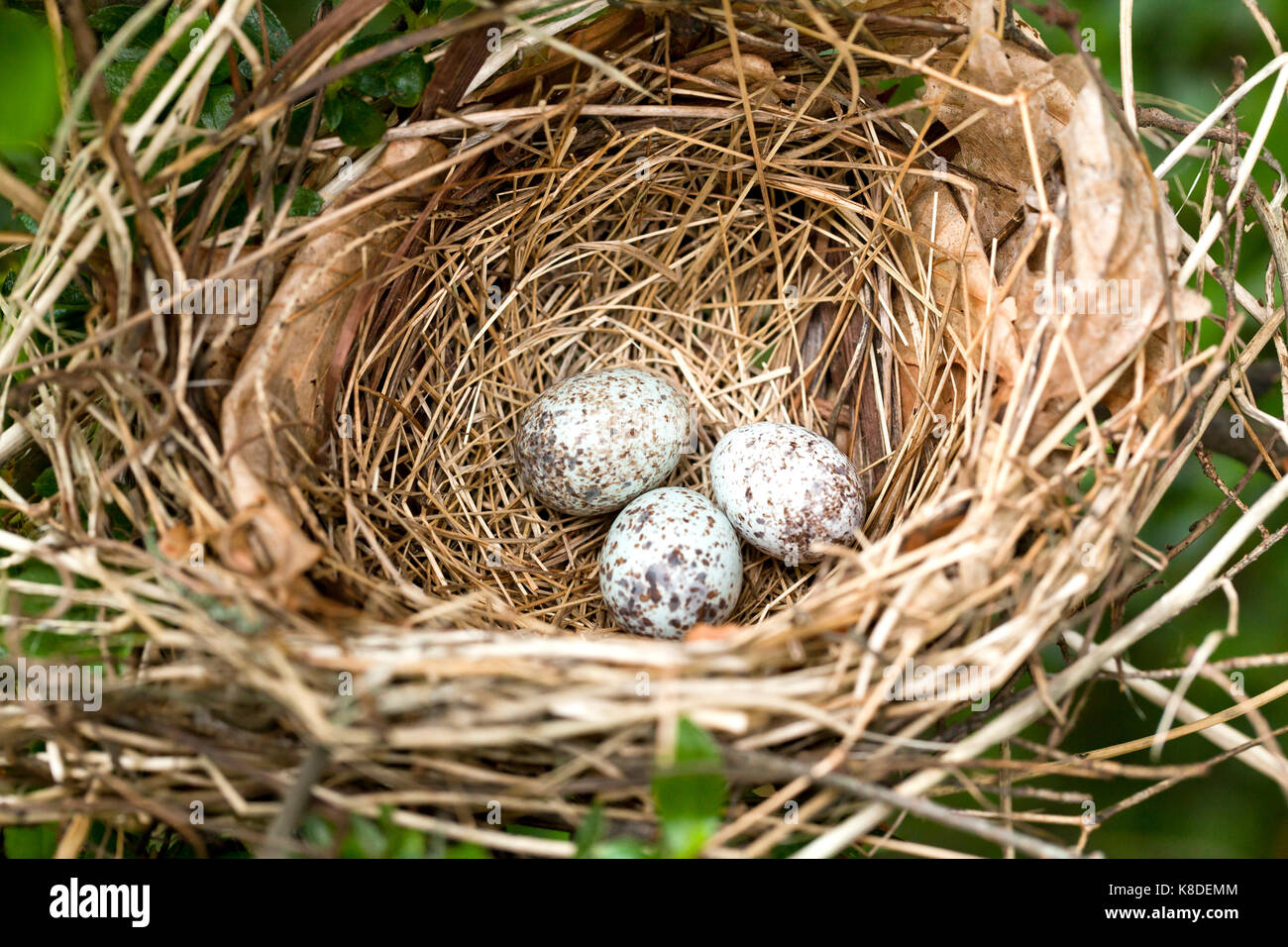Il Cardinale settentrionale le uova di uccello nel nido - Virginia STATI UNITI D'AMERICA Foto Stock