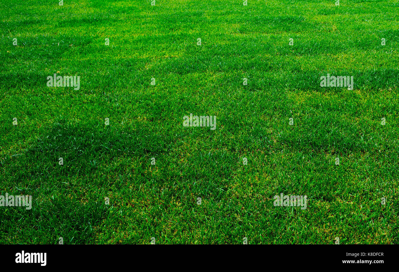 L'erba allo stadio. fresco verde, tagliato Foto Stock