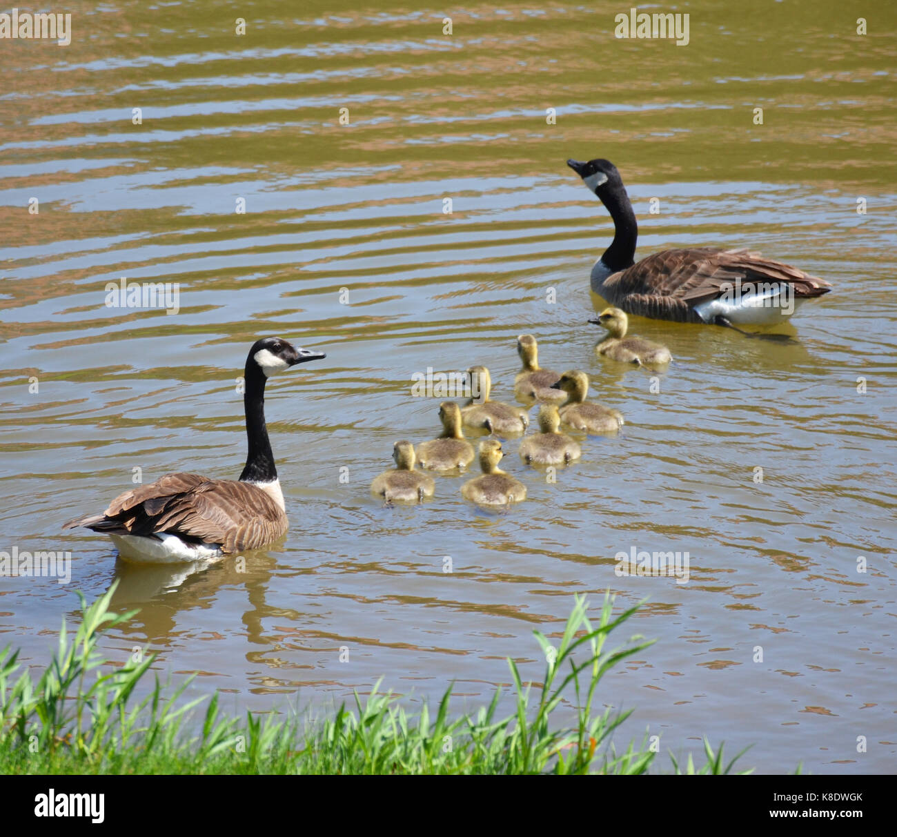 famiglia di anatre Foto Stock