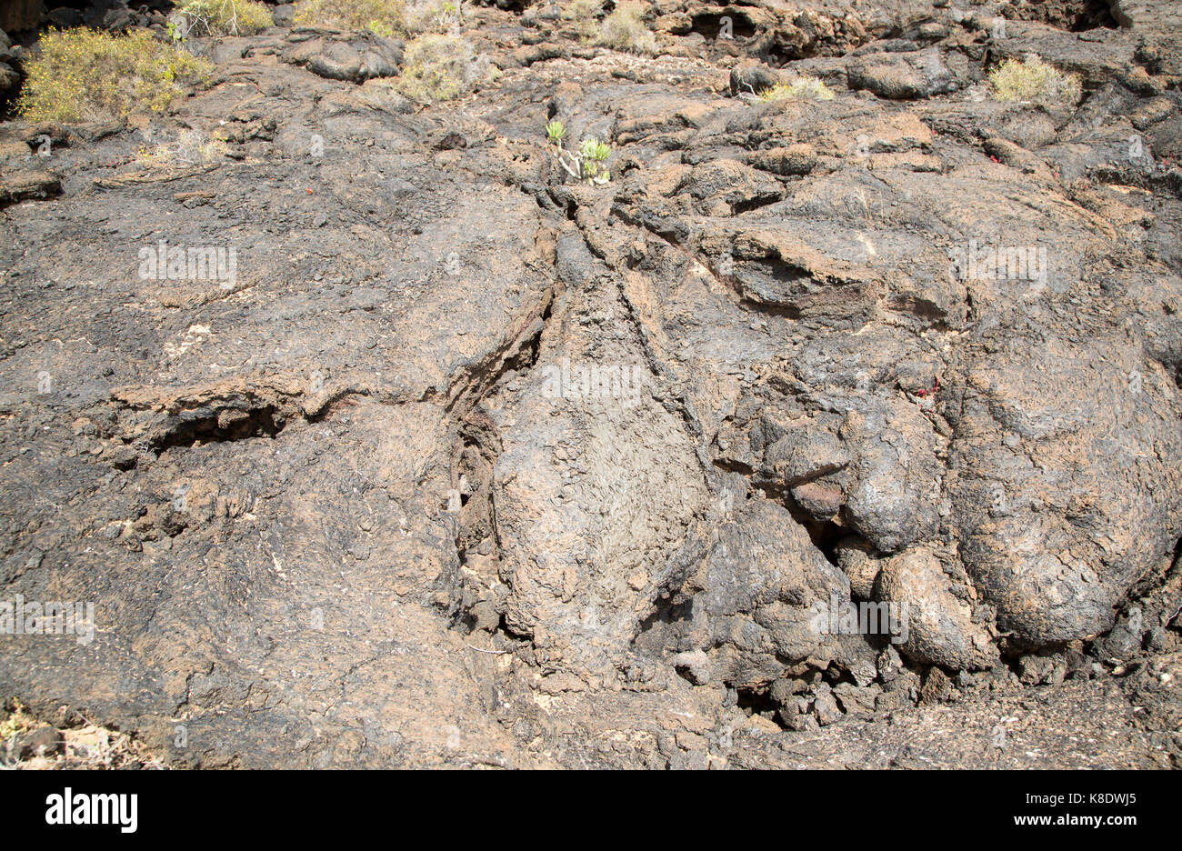Piante che crescono in solidificato o pahoehoe ropey campo di lava, Tahiche, Lanzarote, Isole Canarie, Spagna Foto Stock