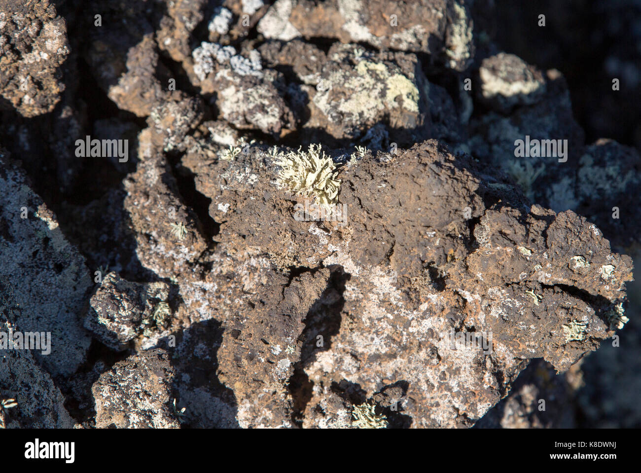 Un lichene che cresce su un flusso di lava rock Parque Natural Los Volcanes, Masdache, Lanzarote, Isole canarie, Spagna Foto Stock