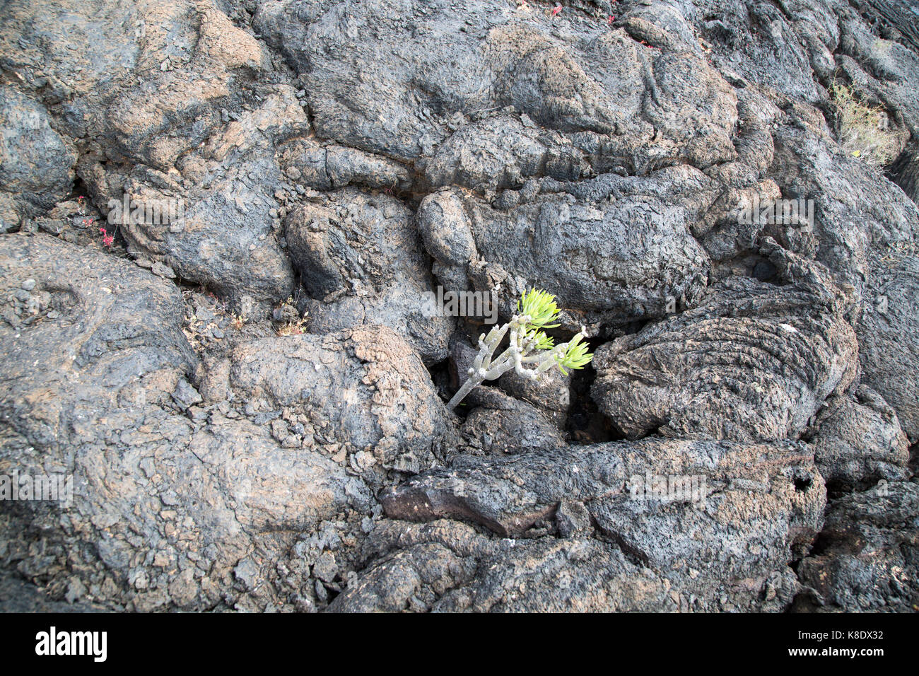 Piante che crescono in solidificato o pahoehoe ropey campo di lava, Tahiche, Lanzarote, Isole Canarie, Spagna Foto Stock