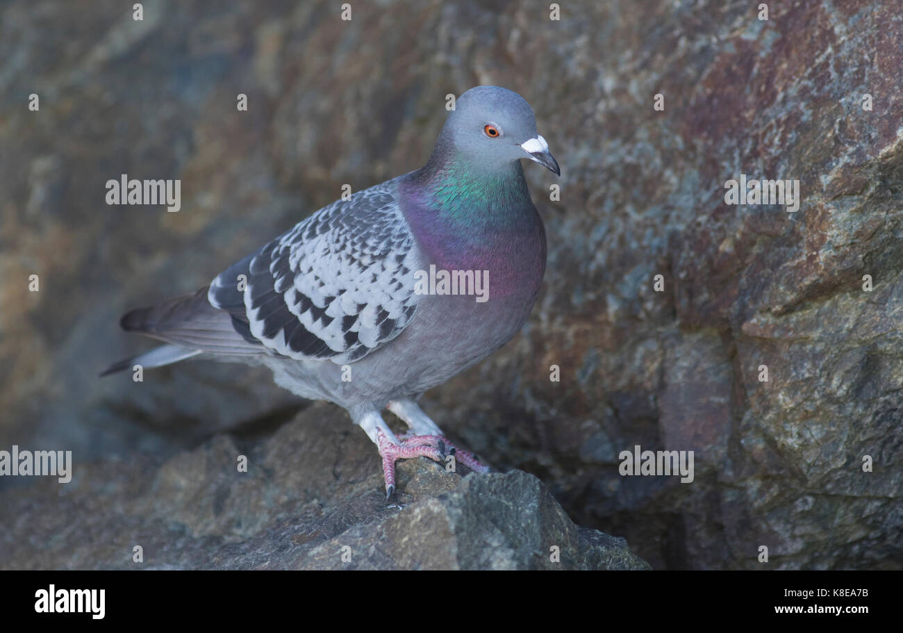 Un australiano rock colomba, Columba livia, noto anche come un Feral pigeon. introdotto in Australia. Foto Stock
