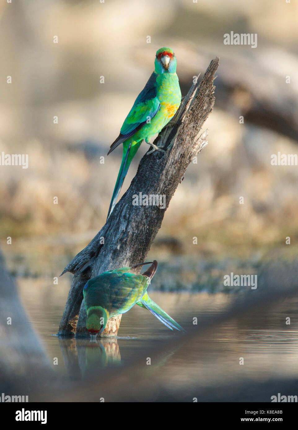 Una coppia di anello a collo di pappagalli, barnardius zonarius, uno mantenendo guardare come le altre bevande in un outback billabong in western queensland Foto Stock