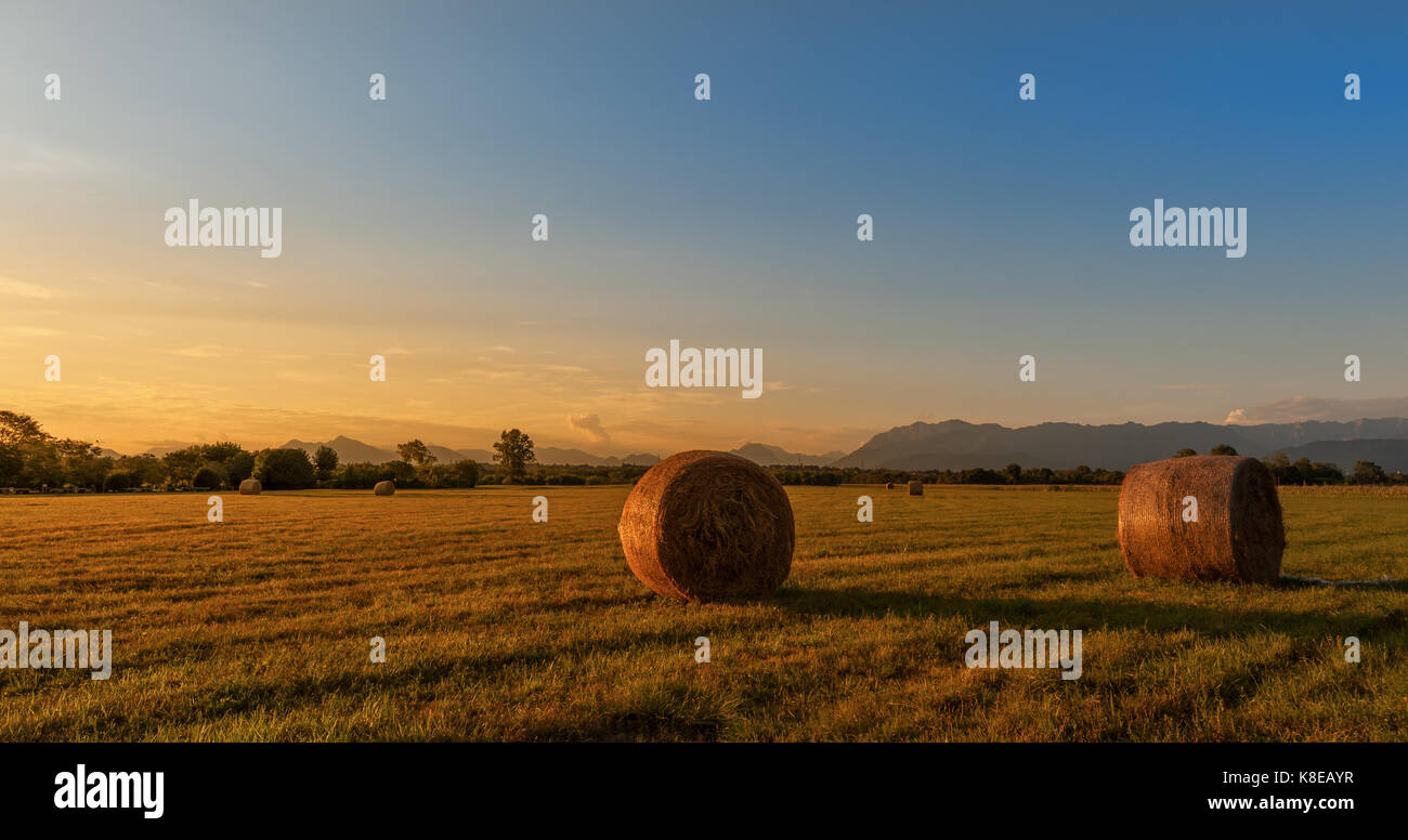 Paesaggio di campagna. balle di fieno in campo al tramonto dorato. rurale scena. Foto Stock