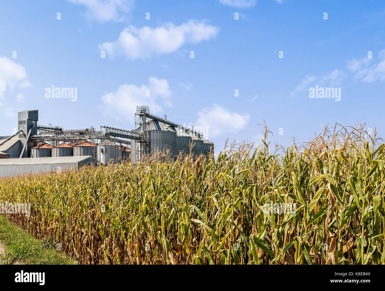 Panorama agricolo. Campo di grano , set di agricolo di serbatoi di stoccaggio e il cielo blu con nuvole. uno scenario paesaggistico. Foto Stock