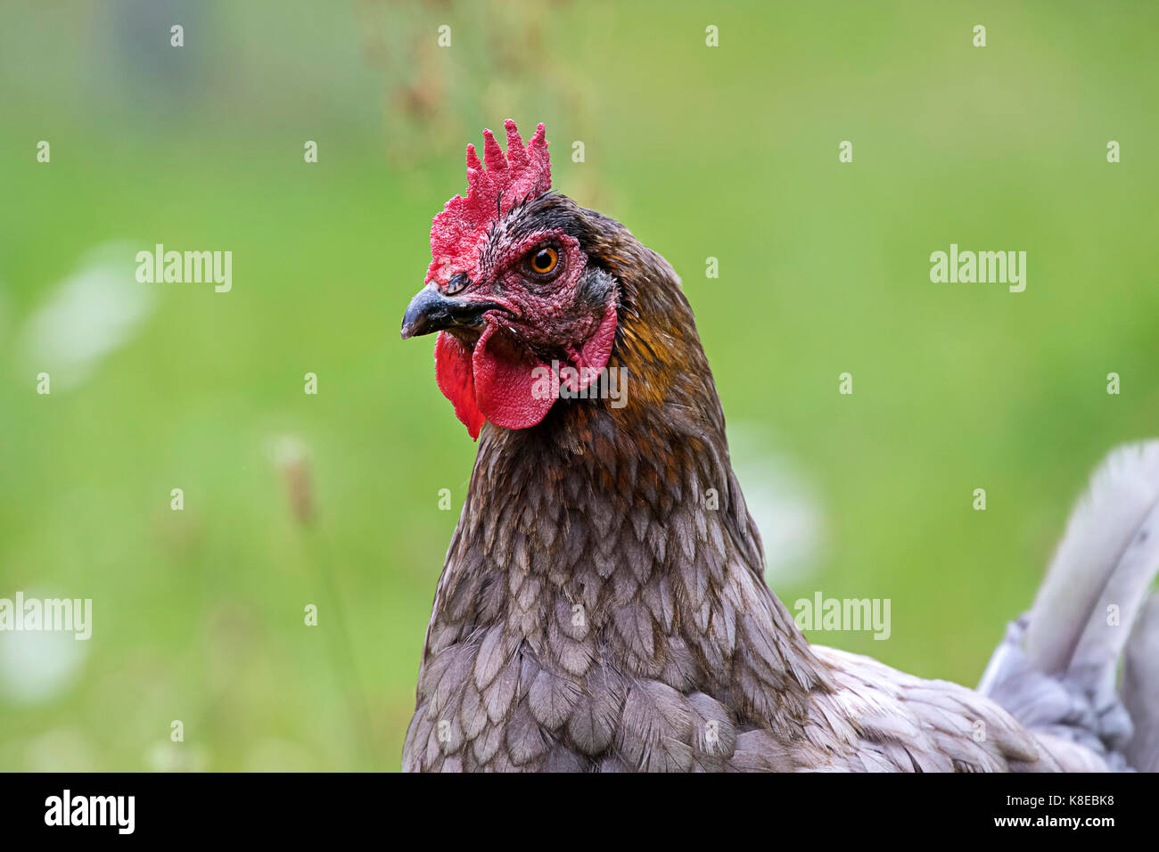 Pollo domestico, ritratto, gallina razza marans Foto Stock
