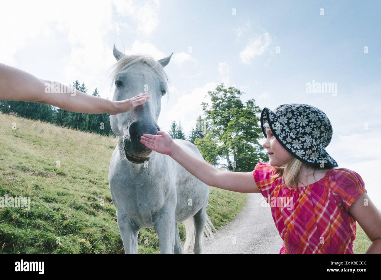 5 anni ragazza che pattugliava un cavallo bianco, Allgau, Alpi, Germania Foto Stock