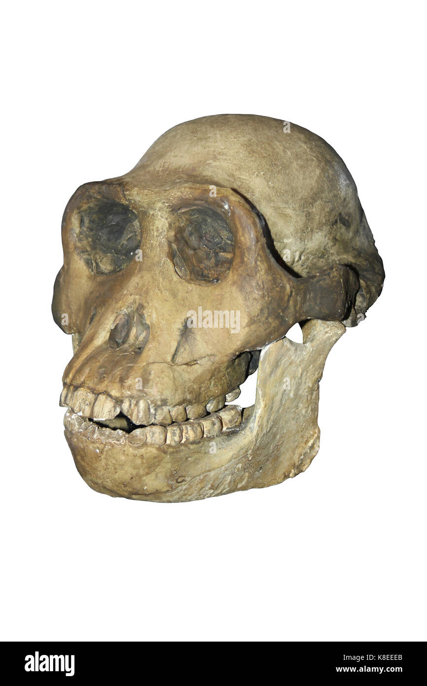 Schiaccianoci uomo Australopithecus boisei cranio Foto Stock