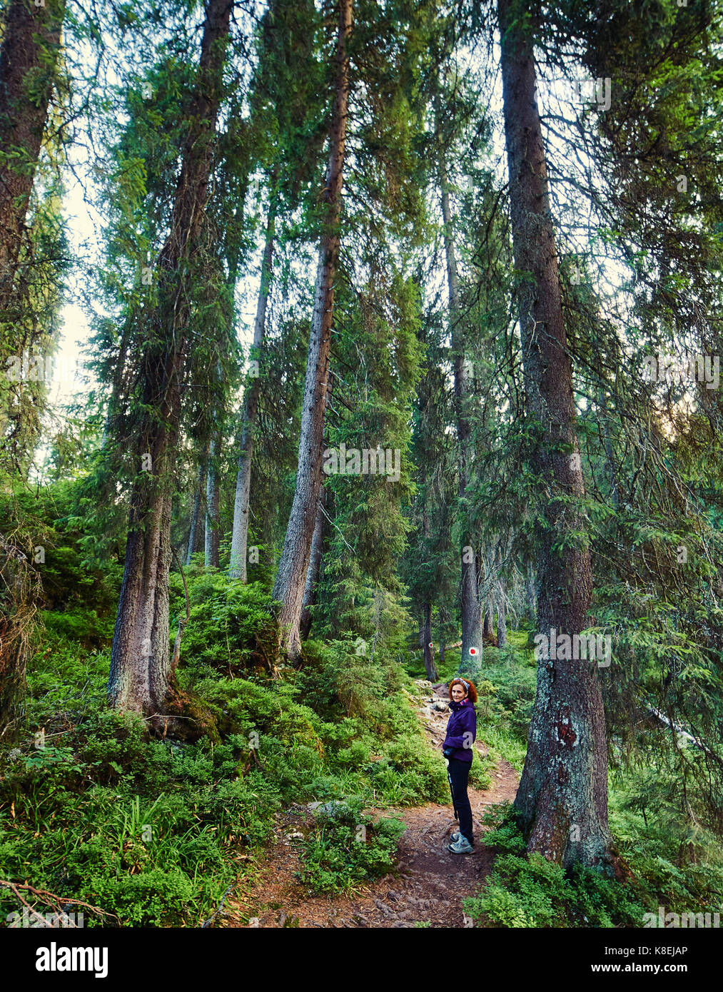 Escursionista donna in una foresta di enormi alberi di pino Foto Stock