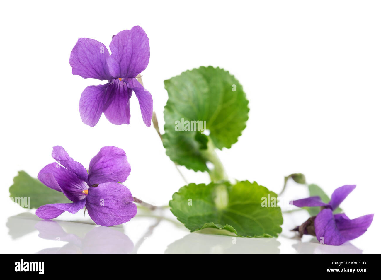 Viola Mammola Foto Stock