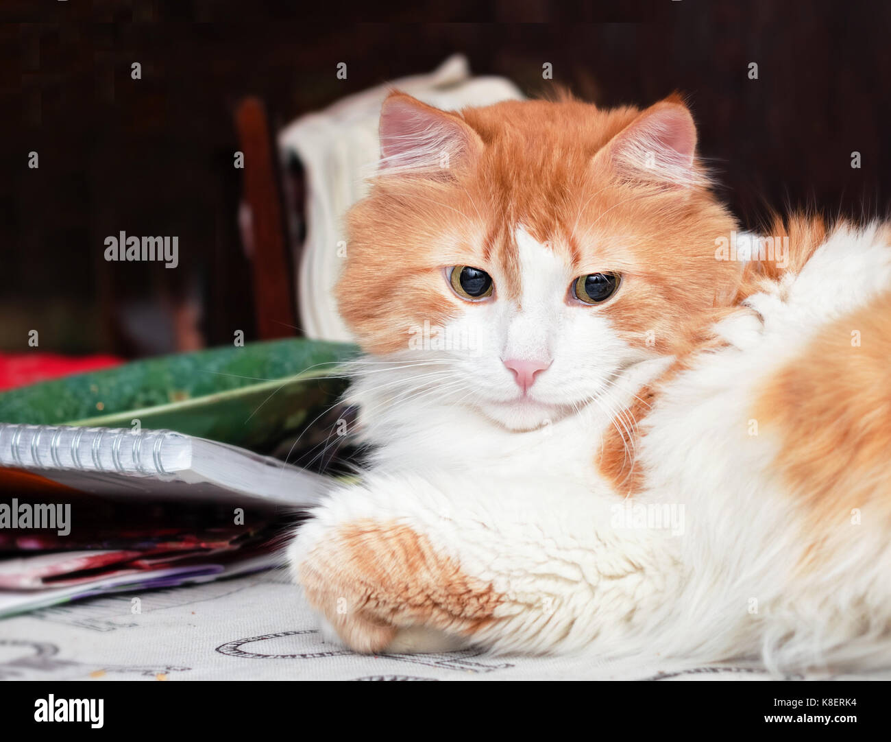 Best adulto gatto arancione guardando lateralmente in relax Foto Stock