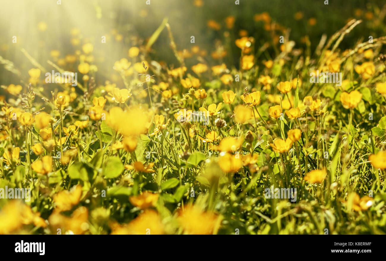 Poco graziosi fiori gialli sul prato sotto il sole Foto Stock