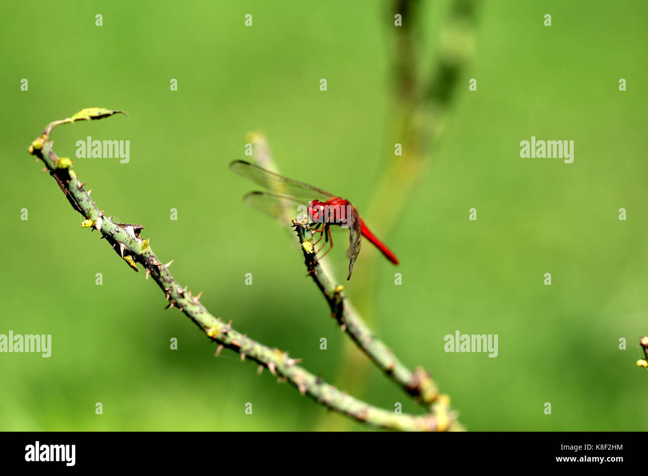 Dragon Fly, dragon fly close-up Foto Stock