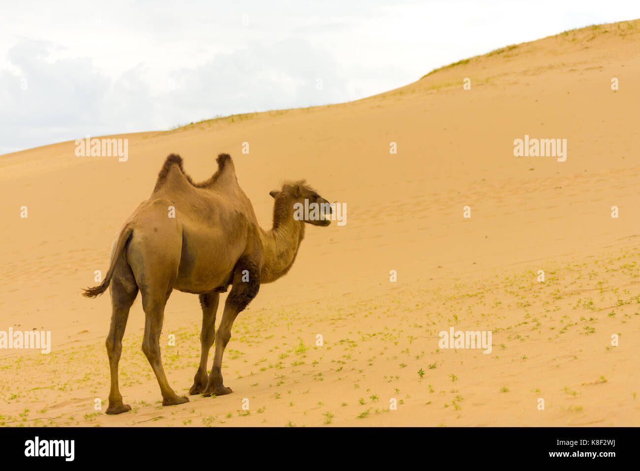 Doppia Gobba bactrian camel a piedi fino alla pendenza Khongor Els dune di sabbia nel deserto del Gobi in Mongolia Foto Stock