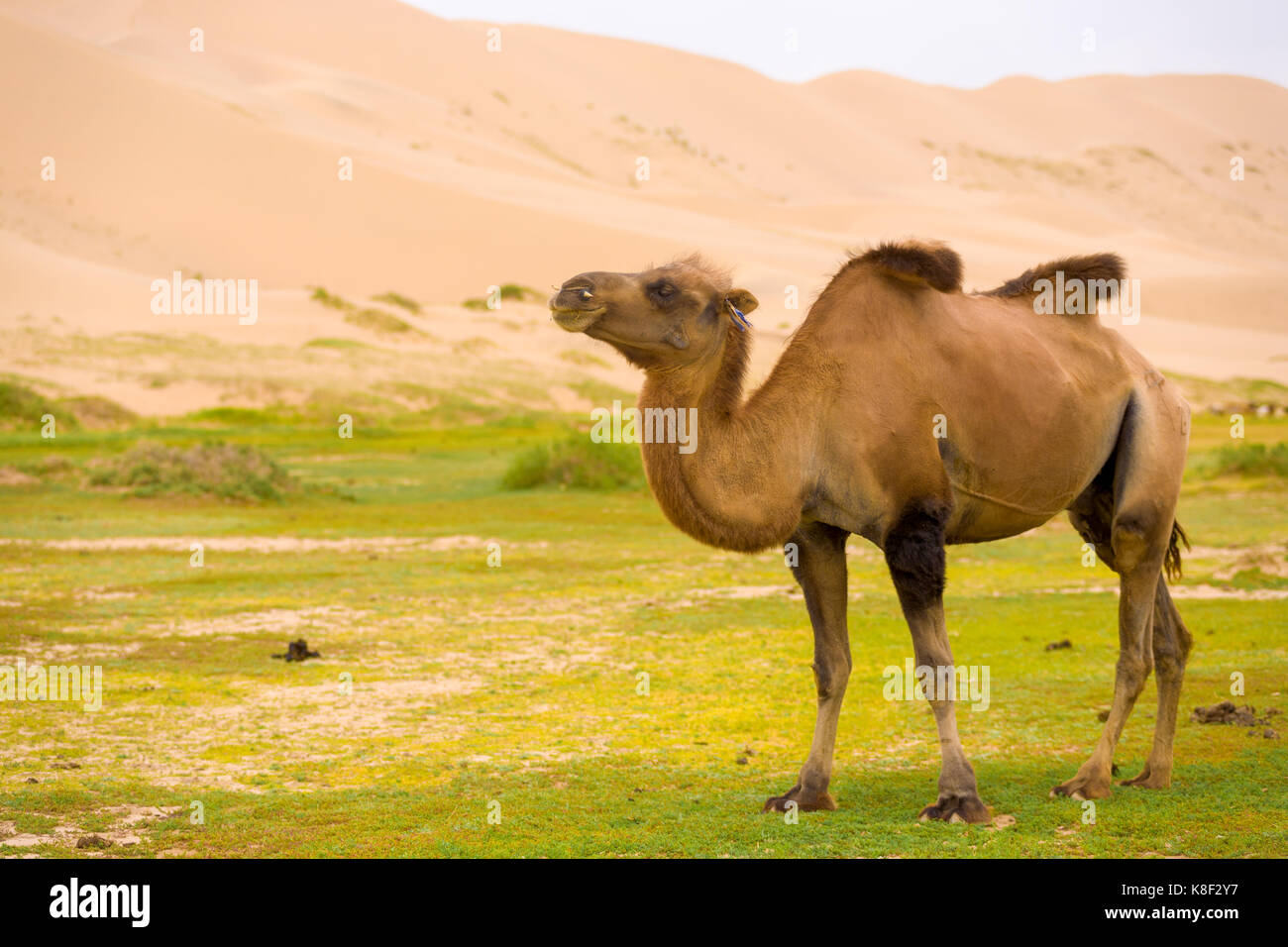 Un cammello bactrian con la colatura gobbe indicando le cattive condizioni di salute a piedi il Khongor Els dune di sabbia nel deserto del Gobi Meridionale della Mongolia Foto Stock
