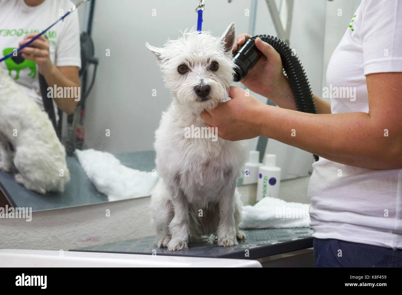 Mobile cane parrucchieri, cane grooming, un cane Westie di 3 anni che viene soffiato asciugato da un professionista cane groomer. Foto Stock
