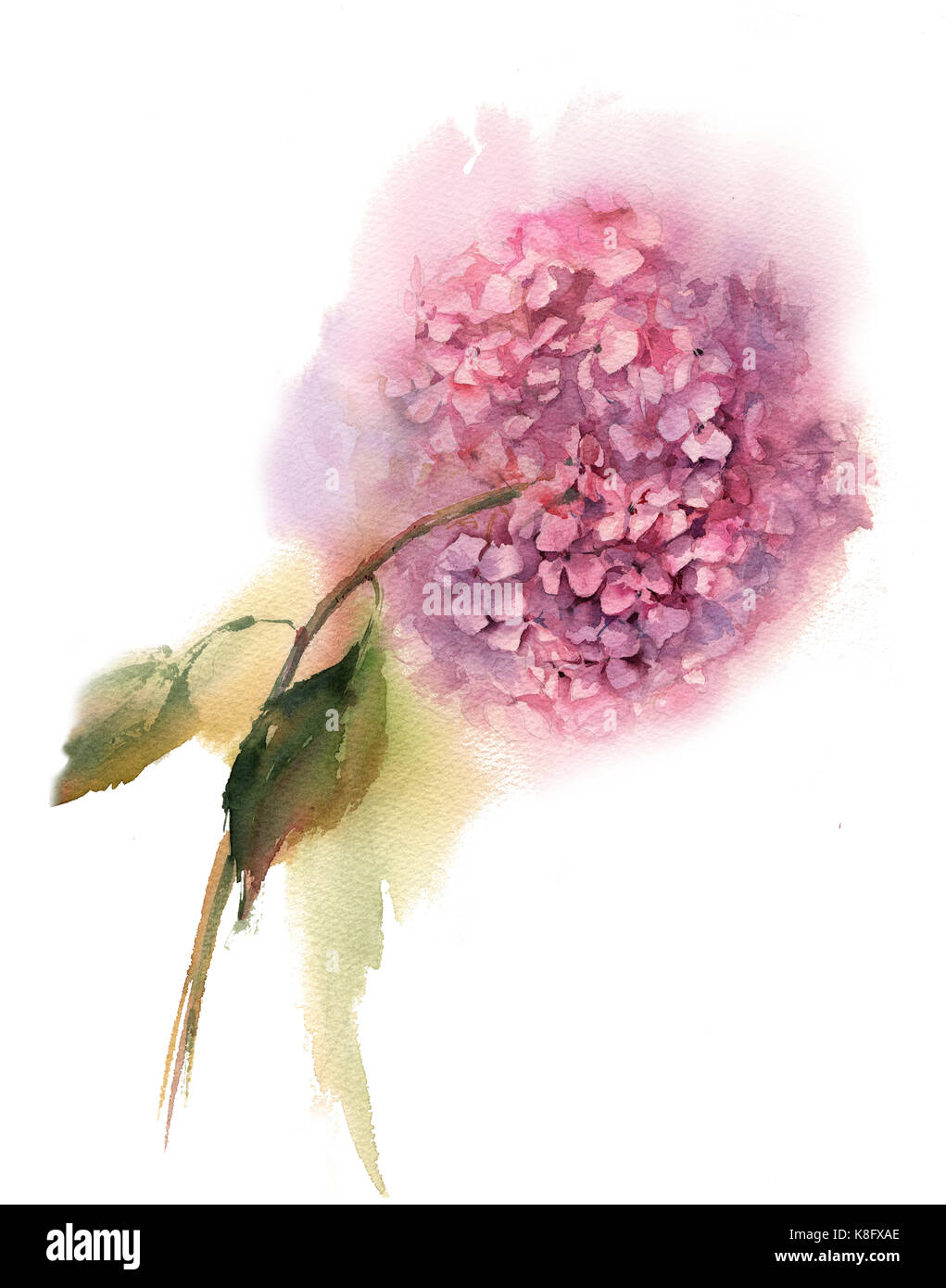 Acquerello dipinto bellissimi fiori di iris immagini e fotografie stock ad  alta risoluzione - Alamy