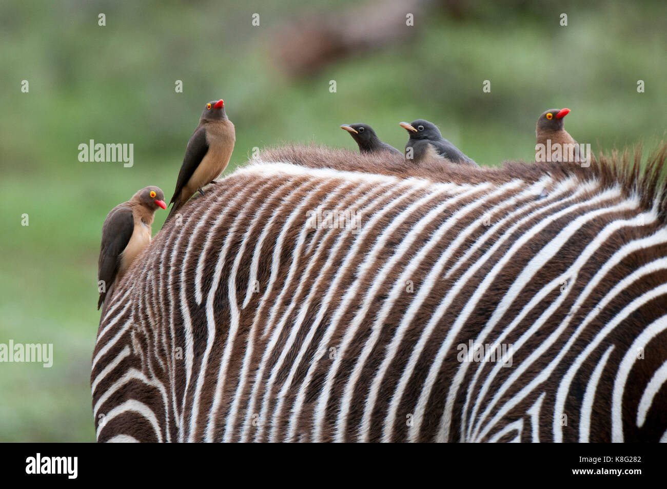 Oxpecker (Buphagus erytrorhynchus), con fatturazione rossa, sul retro di Zebra di Grevy (Equus grevyi), Samburu National Park, Kenya Foto Stock