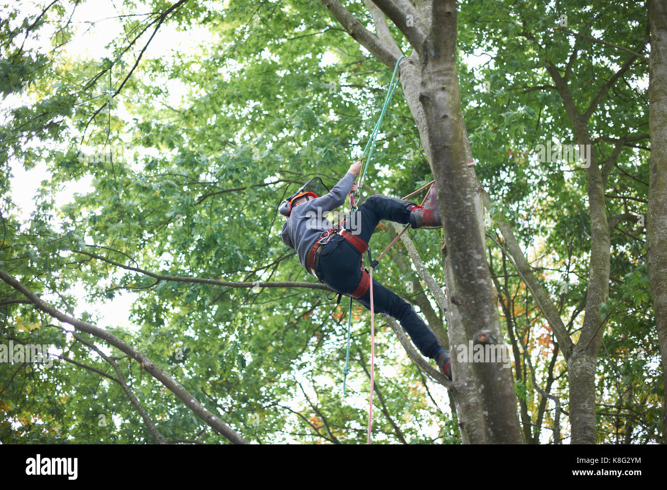 Giovane maschio partecipante chirurgo tree climbing tronco di albero Foto Stock