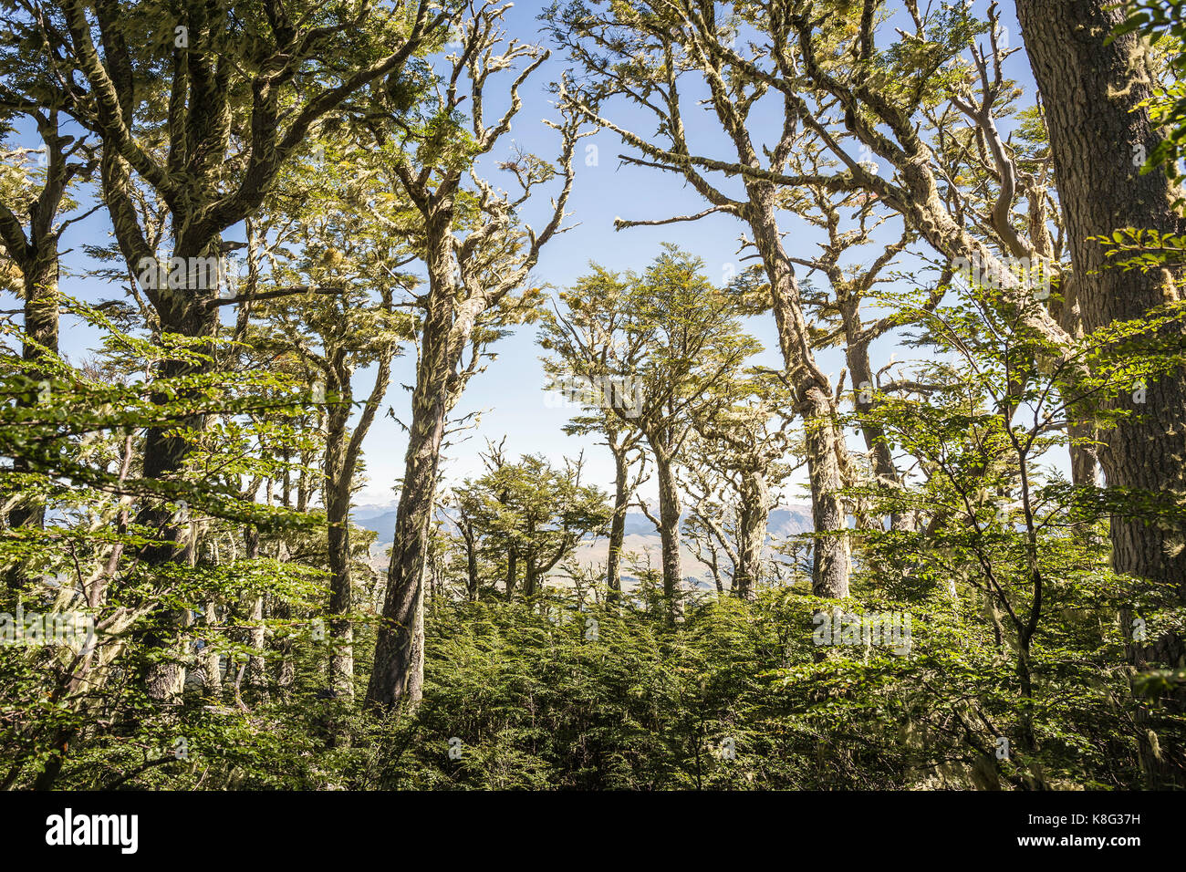 Vista della foresta, Coyhaique riserva nazionale, Coyhaique Provincia del Cile Foto Stock