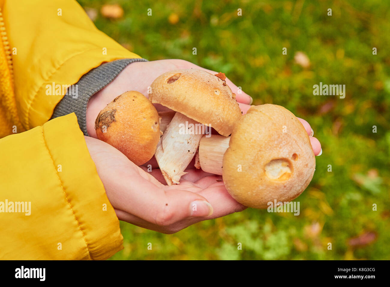 Rozites caperatus. ragazza la raccolta di funghi nella foresta Foto Stock