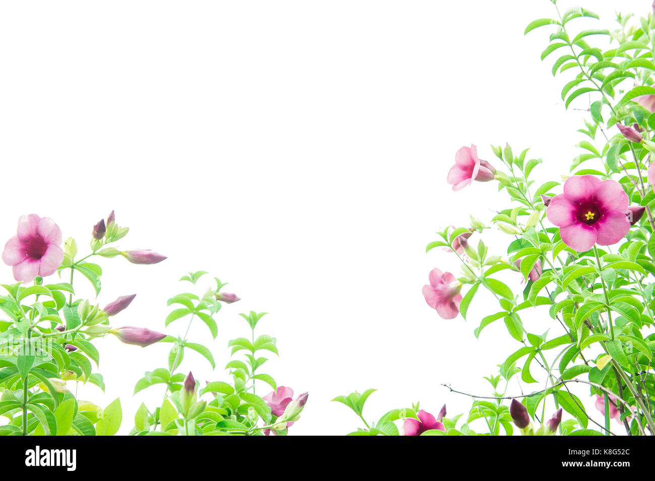 Viola fiori di bignonia, fiori rosa crescente floreali vintage e coppy spazio bianco come sfondo Foto Stock
