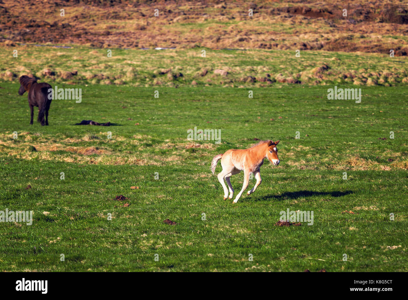 Brown islandese cavallo puledro in primavera durante la giornata di sole Foto Stock