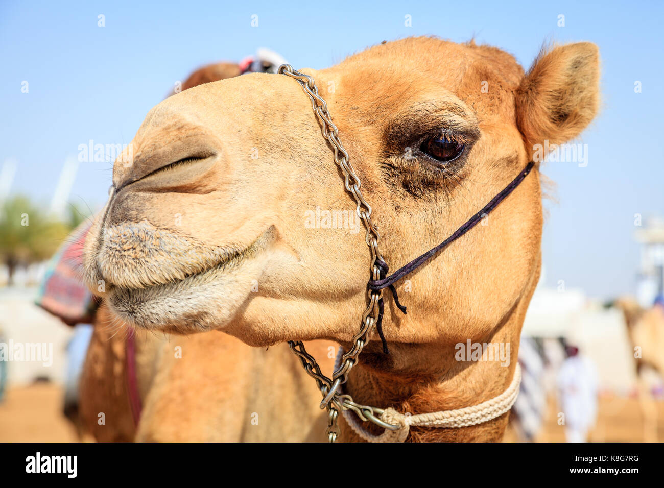 Ritratto di un cammello a dubai camel racing club, Emirati arabi uniti Foto Stock