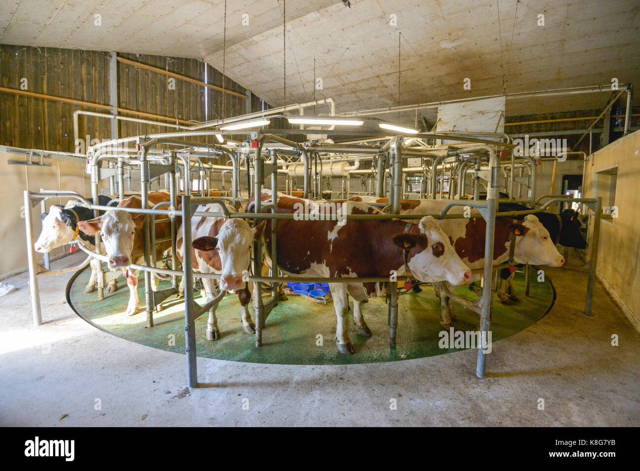 Montbeliarde vacche nelle stalle di una fattoria in Saint-Pierre-de-Manneville (Francia settentrionale)(modello di rilascio ok) Foto Stock