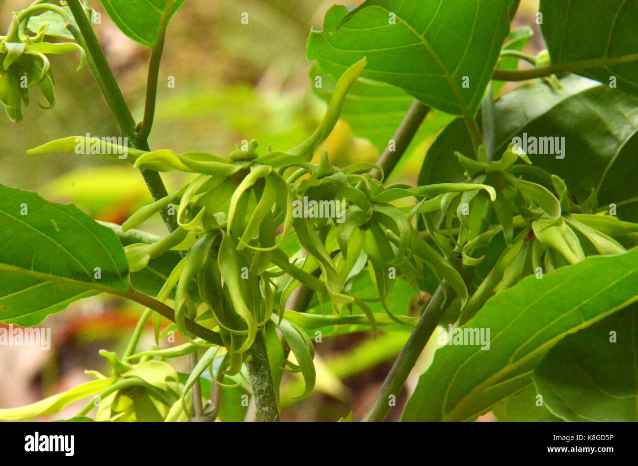Fiori su questo albero tropicale sono utilizzati nell'industria dei profumi, Penang, Malaysia Foto Stock