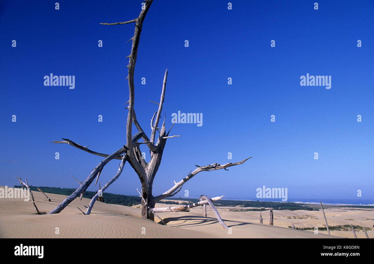 Foresta di Ghost, Dune Umpqua Scenic Area, Oregon Dunes National Recreation Area, Oregon Foto Stock