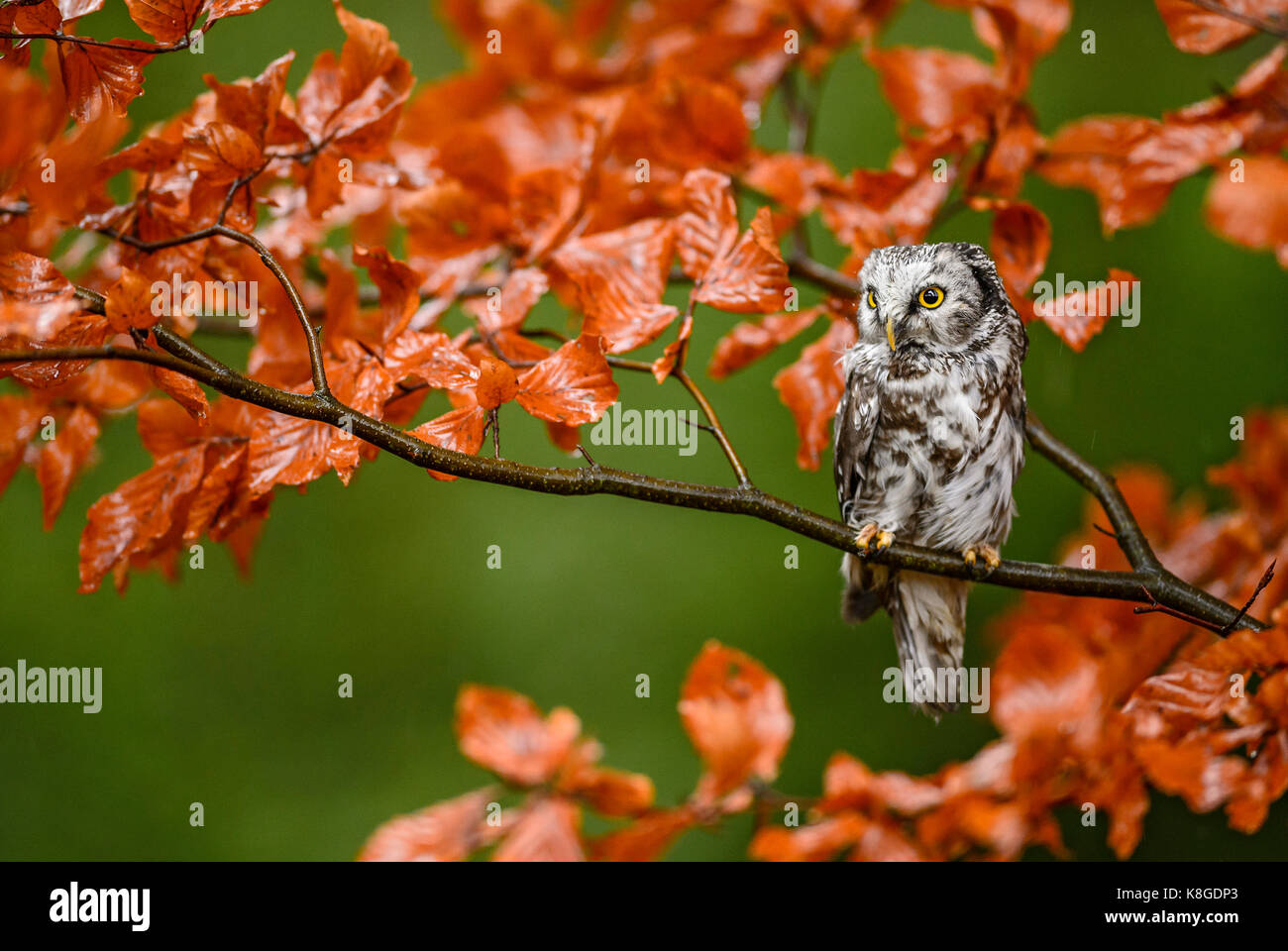 Civetta capogrosso - aegolius funereus Foto Stock